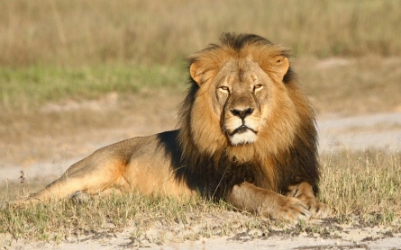 ‘Cecil who?’ Zimbabweans ask