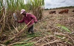 Blood, sweat and sugar: Trade deal fails Haitian workers on DR plantations