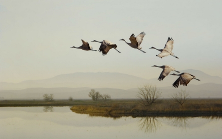 Migratory birds impacted by California drought