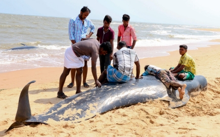 More than 80 whales beached on Indian shores