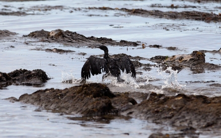 Santa Barbara spill caused by external corrosion of oil pipe