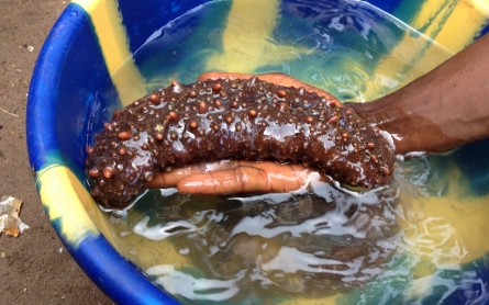 Sea cucumbers a fragile, fading source of income for Sierra Leone’s divers