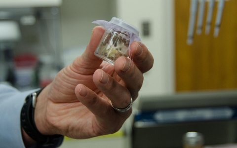 Lucas Blanton tests ticks collected from south Texas for the bacteria that causes epidemic typhus. 