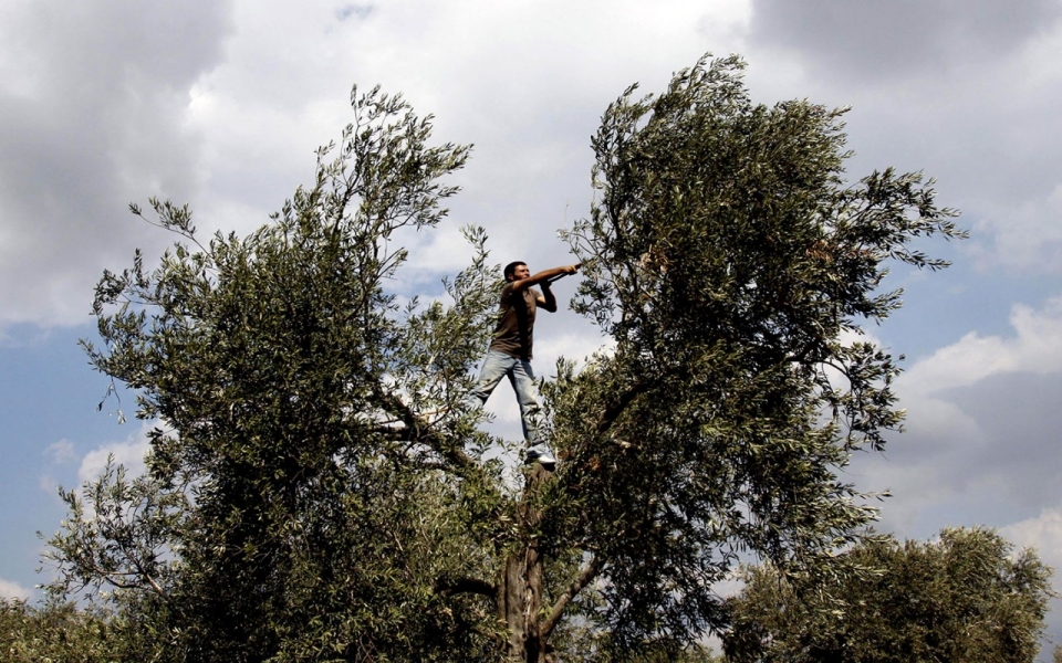 Israeli settlers accused of destroying Palestinian olive trees | Al