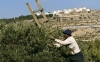A Palestinian farmer picks olives during the harvest on Nov. 20, 2003. An Israeli settlement is seen in the background.