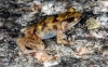 A boulder-dwelling frog.