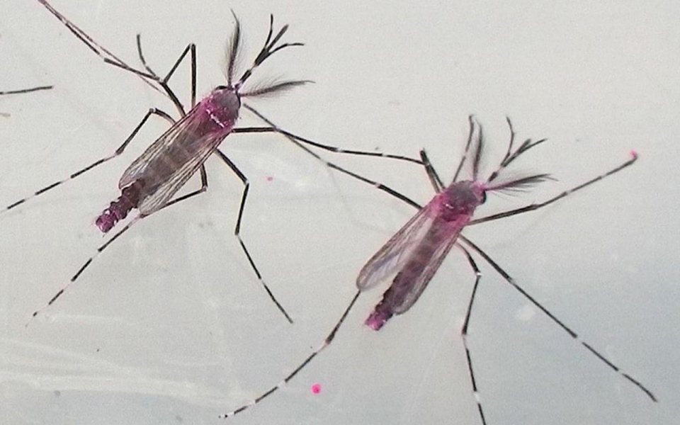 Oxitec's dye-marked Oxi513A male mosquitoes ready for release in Brazil.