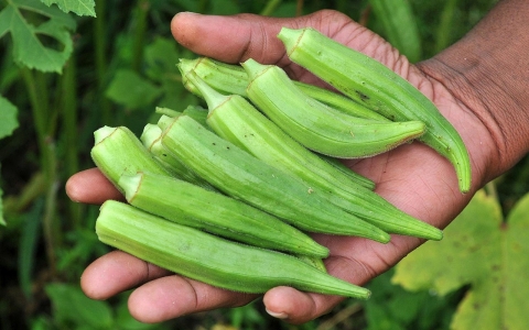 Thumbnail image for Okra-homa: As the climate warms, Midwest farmers plant Southern crops