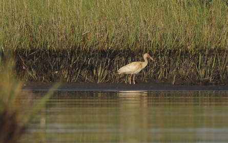 New report sheds light on damage from BP oil spill