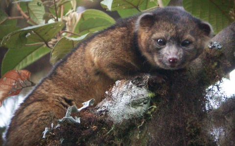 olinguito