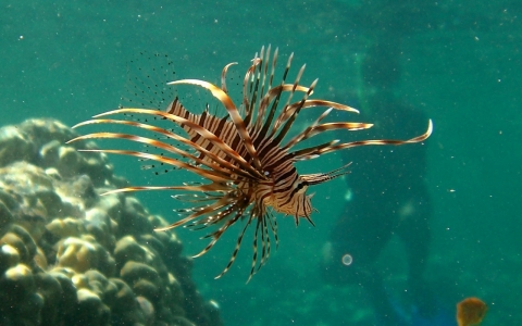 The lionfish is spiky and venomous and damages reefs.
