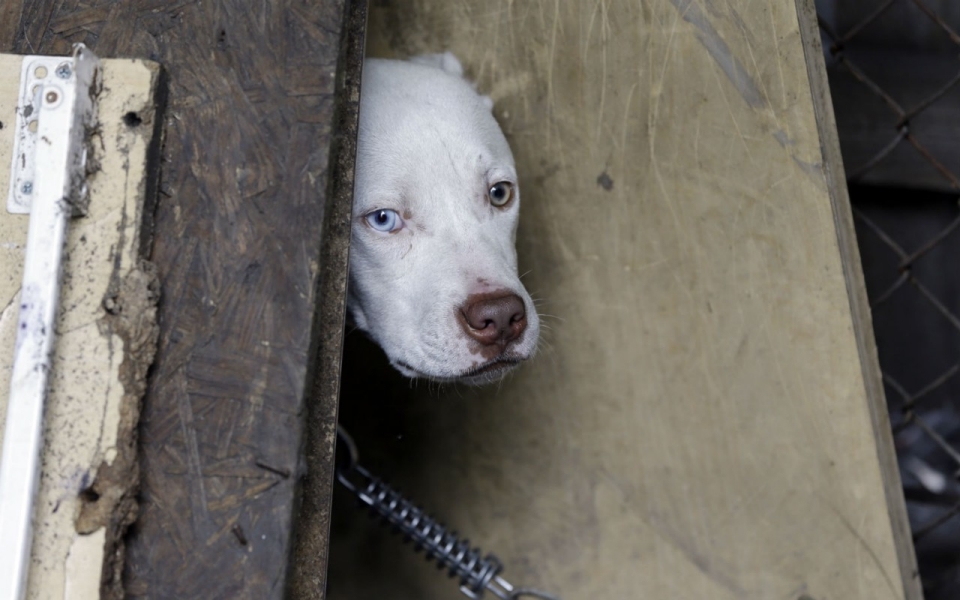 Stray dogs: Victims of Detroit's downfall | Al Jazeera America