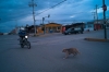 A stray dog dodges traffic in Juarez Mexico, August 2013. In 2010-2011, the stray population of Juarez swelled almost ten-fold, as the drug war and recession tore apart the social fabric that suported them. 
