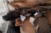 The bodies of the dead dogs are collected in trucks and taken to a dump. Not all die from vehicle collisions; starvation and disease also take their toll.