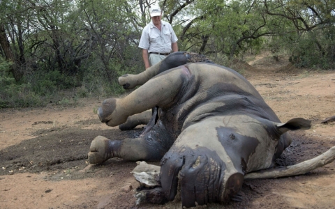 Thumbnail image for Permit to hunt endangered rhino sells for $350,000 despite protests