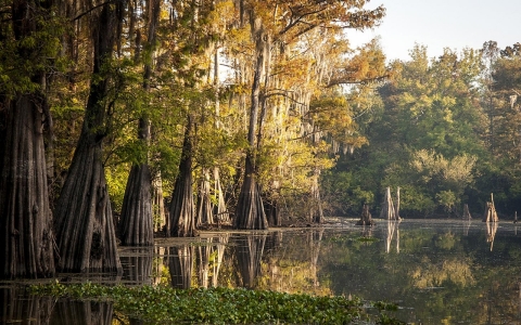 Thumbnail image for Louisiana forests being sacrificed to fuel Europe's biomass boom