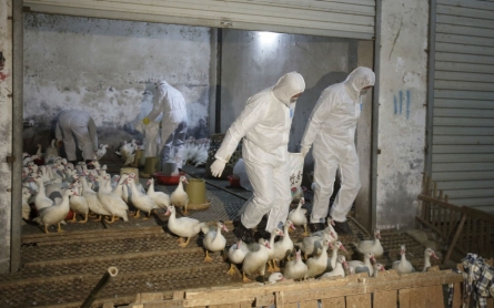 Outbreak of bird flu cases in China worries health officials