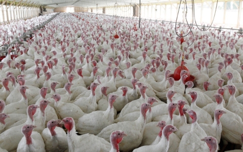 Thumbnail image for Report: FDA allowed antibiotics in animal feed despite human health risks