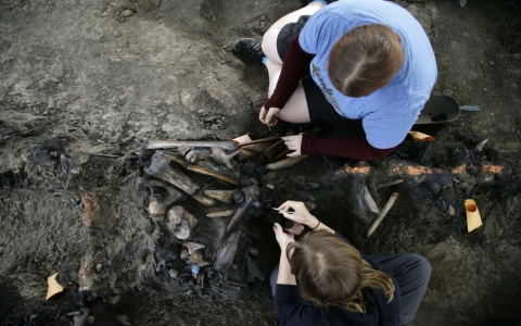 Scientists excavate bison fossils with dental picks at the La Brea Tar Pits in Los Angeles, Calif. on Oct. 23, 2013.