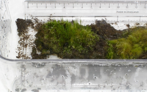 The 1,600-year-old moss plant was revived in a British laboratory, according to a study report published Monday, March 17, 2014.