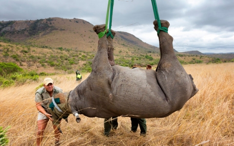 Thumbnail image for Rhinos face extinction by 2020, wildlife experts warn