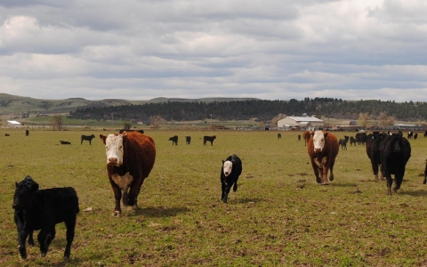 Thumbnail image for Hope and herds are back on ranches in South Dakota