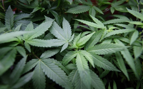 Thumbnail image for Uruguay unveils marijuana regulation details