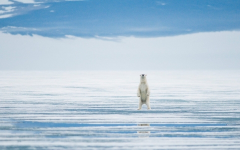 Thumbnail image for New TV ads focus on plight of polar bears in warming world