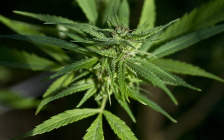 New York poised to legalize medical marijuana