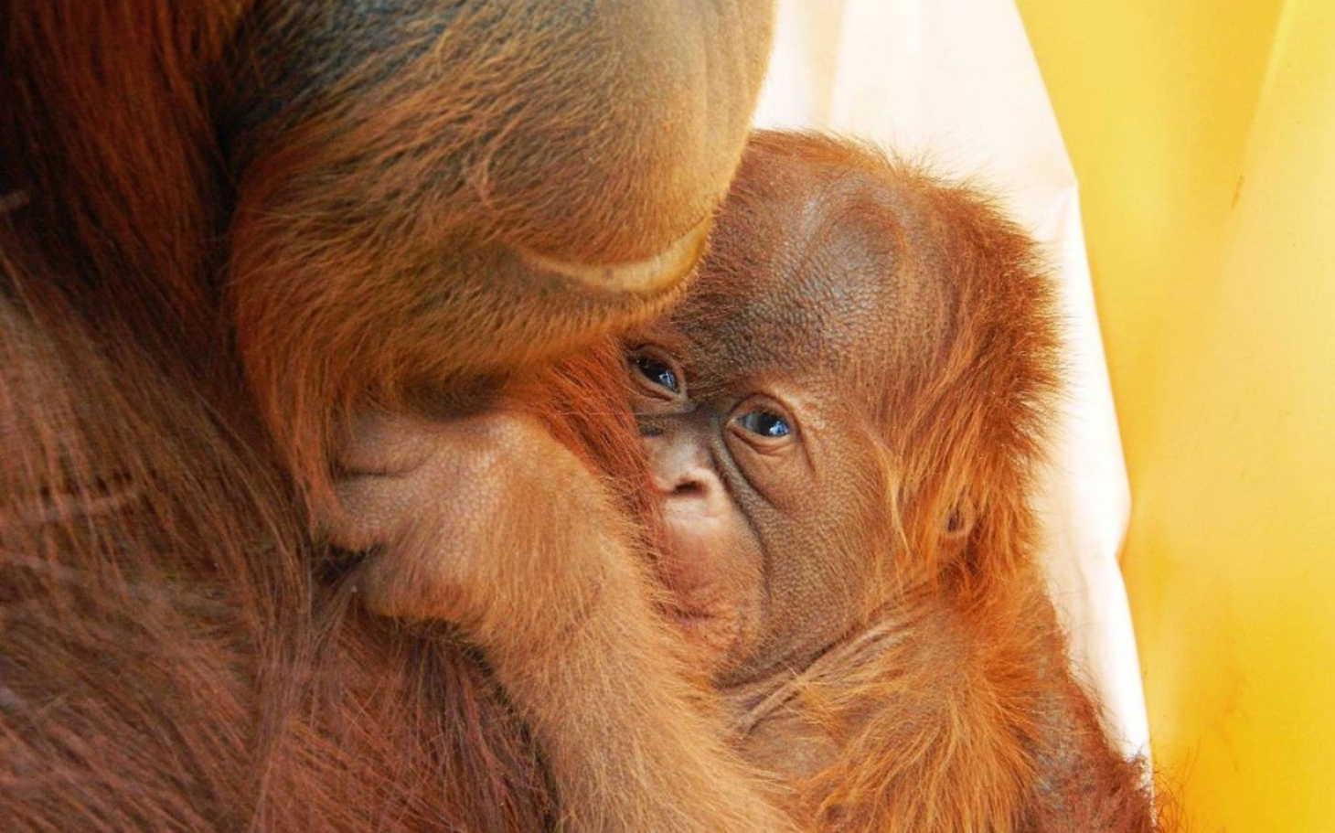 World's cutest baby orangutan snuggles with Mom in Borneo - a