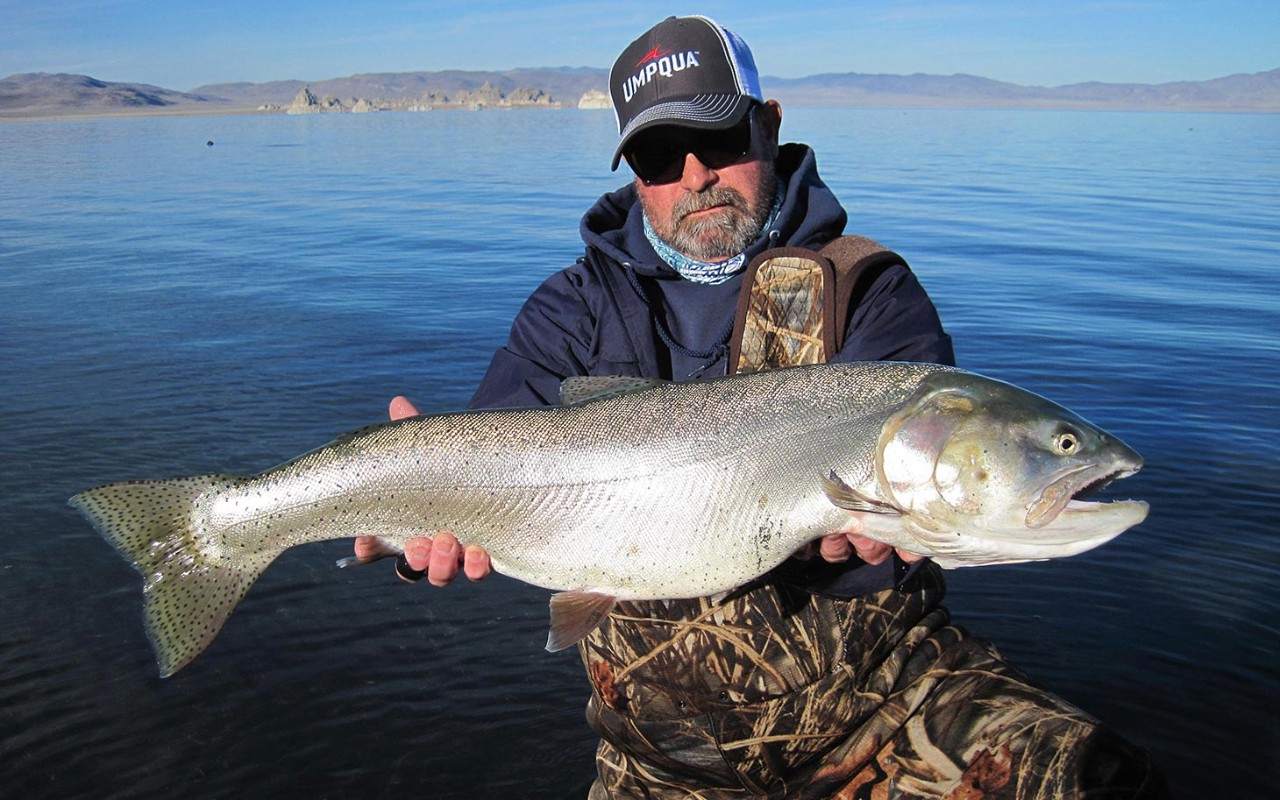 The return of the giant cutthroat trout