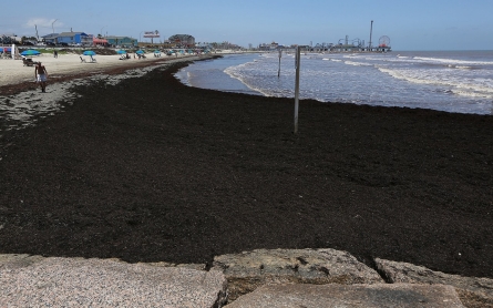 Why Sargasso Sea? Gulf Coast’s plea over origins of seaweed stink 