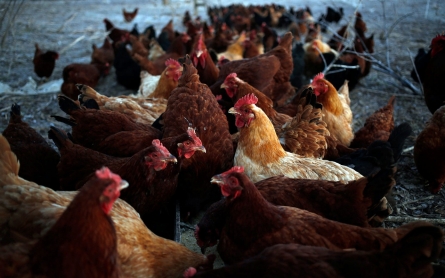 USDA overhauls poultry inspections to reduce foodborne illness