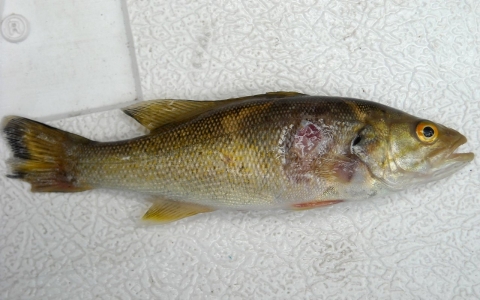 Young-of-year smallmouth bass with typical lesions from the Susquehanna River near Selinsgrove, PA. 