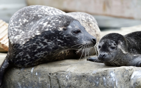 Thumbnail image for Study: Seals may have first carried tuberculosis to the New World