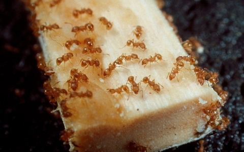 Wasmannia auropunctata, also known as the little fire ant