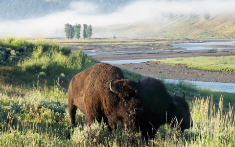 Thumbnail image for Farm bill spending pits Yellowstone bison against Montana beef