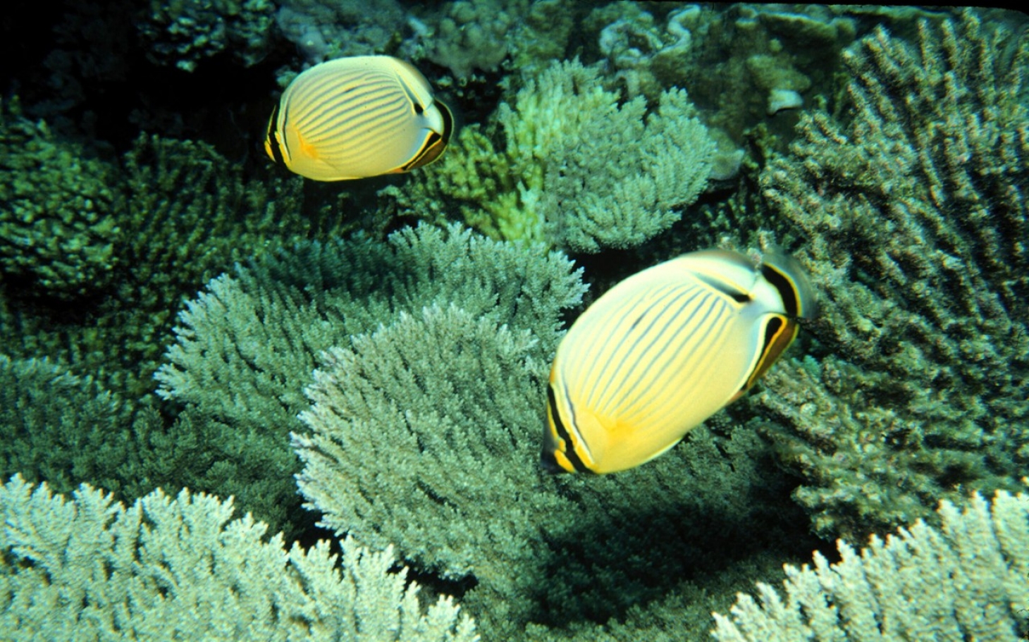 us-creates-world-s-largest-marine-sanctuary-al-jazeera-america