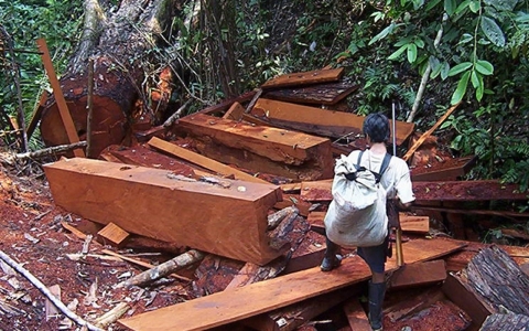 Thumbnail image for Critic of illegal logging in Peru slain