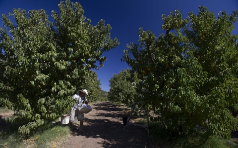 Thumbnail image for Grapes of wrath: California farmworkers fight to unionize