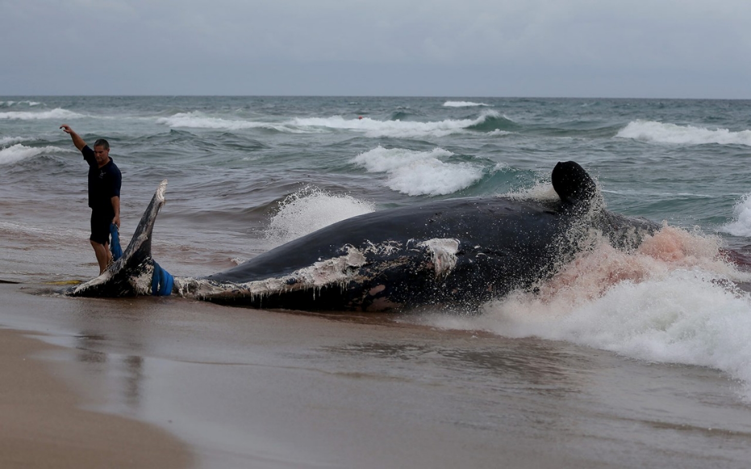 Study: Ocean Life Faces Mass Extinction | Al Jazeera America