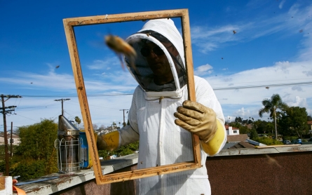 It is to bee: LA OKs urban beekeeping
