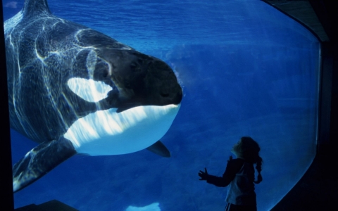 Thumbnail image for SeaWorld strikes back against orca breeding ban 