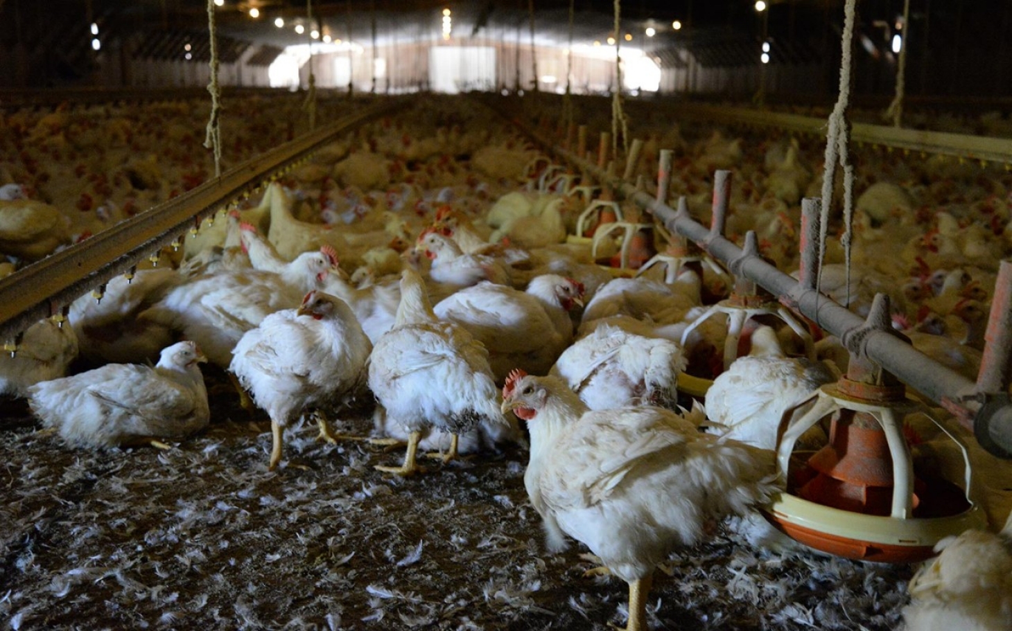 Poop in the coop: Chicken farmer battles the EPA