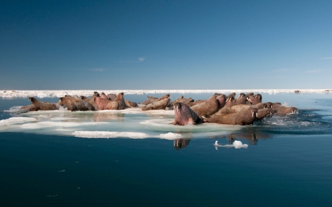 Thumbnail image for Report: Arctic temperatures hit record high