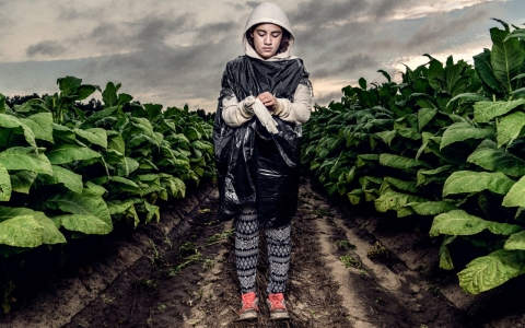 Thumbnail image for In tobacco fields, laboring teens face grave dangers 