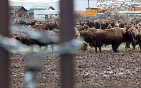 Thumbnail image for Buffalo and ‘ag gag’: Battling to save Yellowstone’s hairy humpbacks