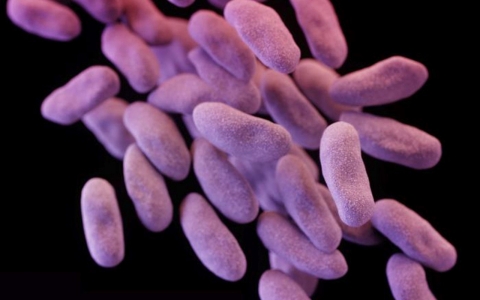 Thumbnail image for UCLA superbug kills 2 people; 179 exposed