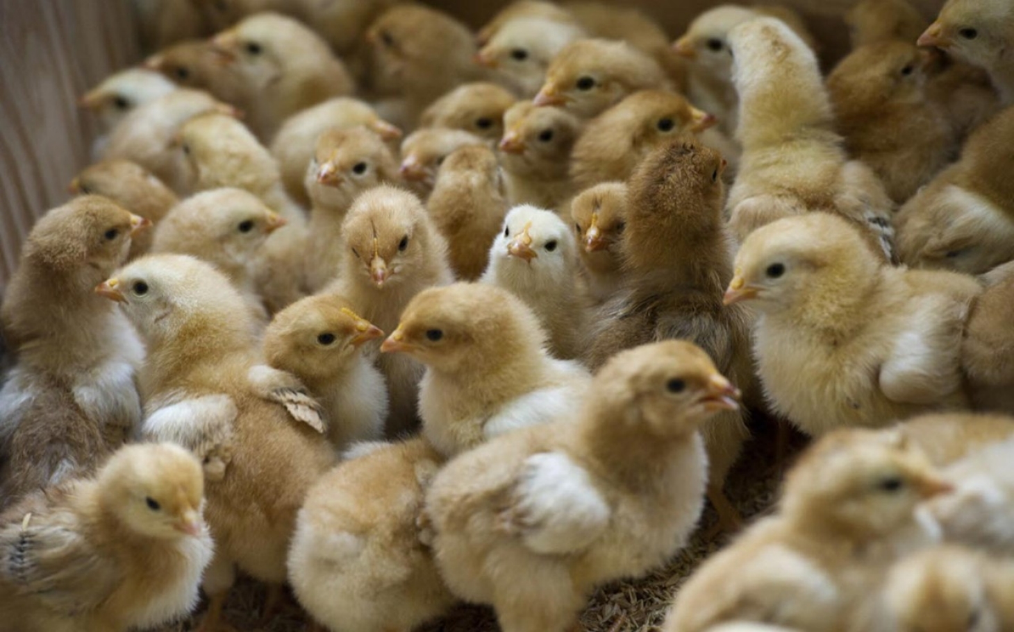 Hvorfor spiser vi ikke mannlige kyllinger?