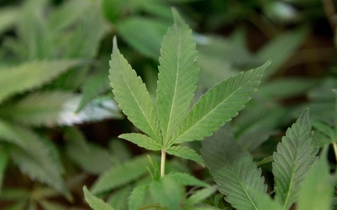 Thumbnail image for Marijuana becomes legal in Alaska